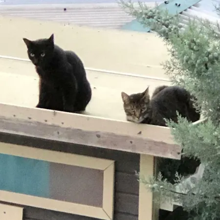 Vip Apartamento Mahlberg